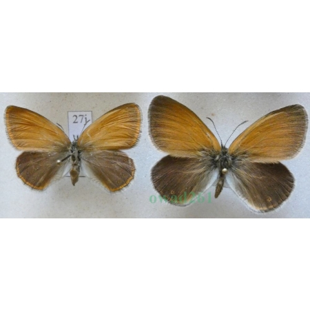 Coenonympha glycerion (Borkhausen, 1788) pair Strzępotek glicerion Czech27j